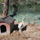 달성식당 | [대구/달성군] 가창오리고기 우록장식당 후기