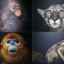 IUCN 약속의 숲 | 내셔널지오그래픽 특별전에 다녀오다.[포토아크: 동물들을 위한 방주]