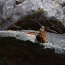 Comma butterflies, polygonia속 이미지