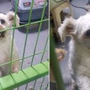 미용하는 훈련사 이미지