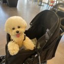 두부네 애견카페 이미지