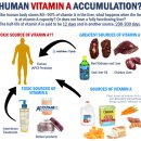 비타민 A 과잉 (비타민 A 독성) Vitamin A Exces (Vitamin A Toxicity)