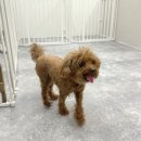 ARTEAM DOG 이미지