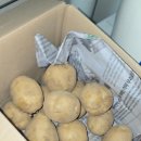 산지직송농산물 | 김박사농산물 수미감자 1kg, 포슬포슬 맛있는 햇감자 산지직송 후기