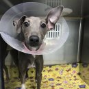 원흥동물의료센터 이미지