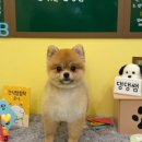 멍컷 네이버블로그