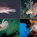 작은한개 이미지