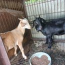 시골흑염소 이미지