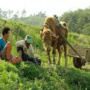 워낭소리 이미지