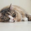 ​가장 복슬복슬한 털을 가진 고양이 품종은? 이미지