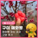 경성자원 | [구미식도락여행] 구미 기념품 고민 끝! 매화빵 파는 곳(판매처)과 구매 후기