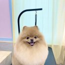 하이 꼬야 이미지