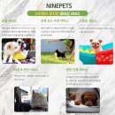 나인페츠 이미지