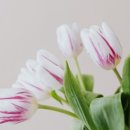 미리안나비 이미지