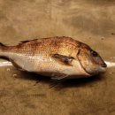 시흥드림바다 낚시터 이미지