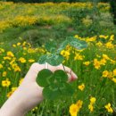 네잎클로버 이미지