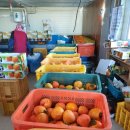 풍천대봉감농원 이미지