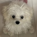 꽃개미용실 이미지