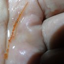 LARVA STAGE 네이버블로그