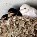 제비초등학교 이미지