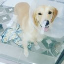 24시아프리카동물메디컬센터 | [대전 2차 동물병원] 우리 송이를 살려준 24아프리카 동물메디컬센터 (아나플라즈마 증후군, 췌장염)