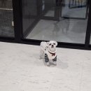 월 스트리트 애견유치원 이미지