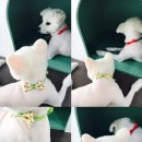 온양애견미용 이미지