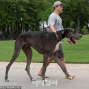 [자살예방교육] 생명사랑을 위한 마음에 온(On) 노년층 | 세상에서 가장 큰 개 - 놀라운 거인견 이야기