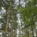 NR-34[서해로]-상-3 | [전북] 2025, 변산반도 … 8. 내소사