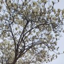 목련약국 이미지