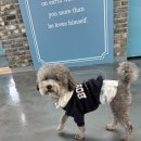 그루밍 멈머 이미지