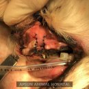 앞선동물병원 이미지