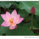 부여 관음사지 이미지