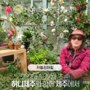 제주다정여행사 이미지