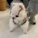 하비펫샵 이미지