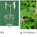 (식물기) 23. 식물의 잠 이미지