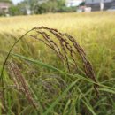 일람농장 이미지