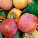 소라농장 이미지