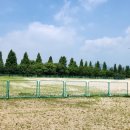 유소년야구장 | 15분도시 부산 화명생태공원 유소년야구장 방문 후기