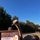 가평산토리니 | 남이섬 가을 나들이 | 서울 근교 춘천 가평 단풍놀이 코스 입장 유람선 꿀팁 🍁