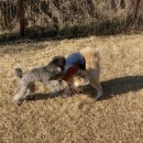 매일행복하개 이미지