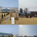 로사넬라