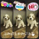 멍군애견 이미지