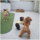 일산애견 이미지