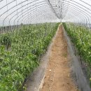 농산물마트 - 용인시 처인구 백옥대로 634-1 | 농산물마트
