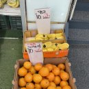 싱싱한야채가게