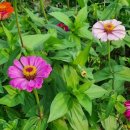 진안마이돈 이미지