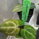 F7 | 🌱안스리움 (자라미쉘x크리스탈리넘 다크)x(T 드림위버x도라야끼 F7) 후기🌱