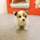 개키우는남자 강아지분양 대구본점 이미지