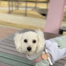 댕댕빌리지 이미지